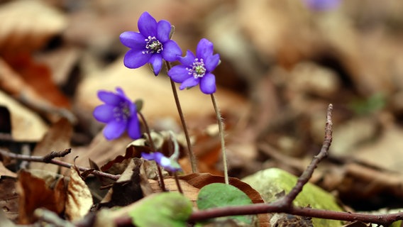 Die ersten Leberblümchen © NDR Foto: Martina Schulz aus Bützow