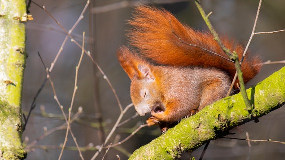 Eichkater "Fiete" hält ein kurzes Mittagsschläfchen © NDR Foto: Ralf Ottmann aus Wöbbelin