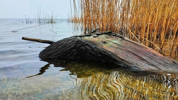 Angeschwemmter Baumstamm am Stettiner Haff auf Usedom © NDR Foto: Kirsten Hermann aus Dargen