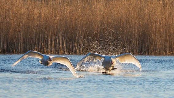 Schwäne beim Abheben vom Cämmerer See in Peenemünde © NDR Foto: Jens Rasehorn aus Karlshagen