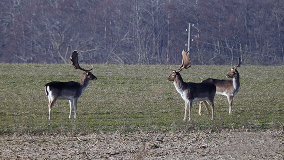 Damhirsche © NDR Foto: Petra Fürst aus Anklam