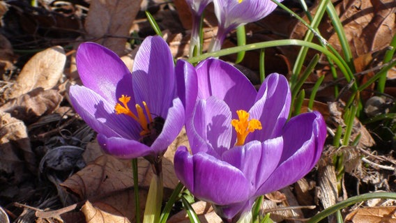 Krokusse mit Biene © NDR Foto: Roland Wurm aus Sukow