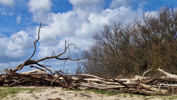 Unberührte Natur auf der Insel Koos im Greifswalder Bodden © NDR Foto: Sabine Wodtke aus Neuenkirchen