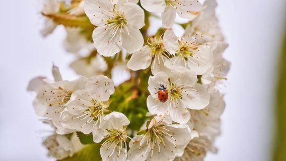 Ein Marienkäfer auf Kirschblüten © NDR Foto: Detlef Meier aus Ducherow