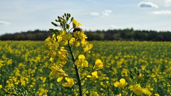 Die Rapsblüte beginnt © NDR Foto: Christine Kunkel aus Wittenförden