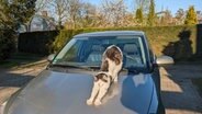 Die Katze, auf der erwärmten Motorhaube © NDR Foto: Corinna Schaak aus Altenkirchen