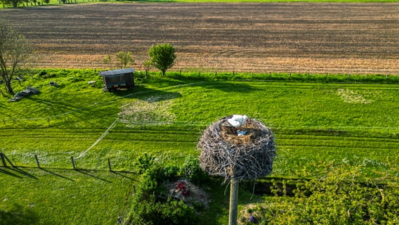 Luftaufnahme von einem Storchennest mit Küken © NDR Foto: Axel Schliemann aus Wölzow