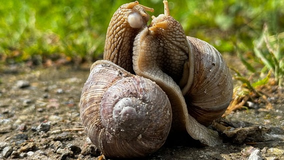 Weinbergschnecken paaren sich © NDR Foto: Thomas Ax aus Wismar