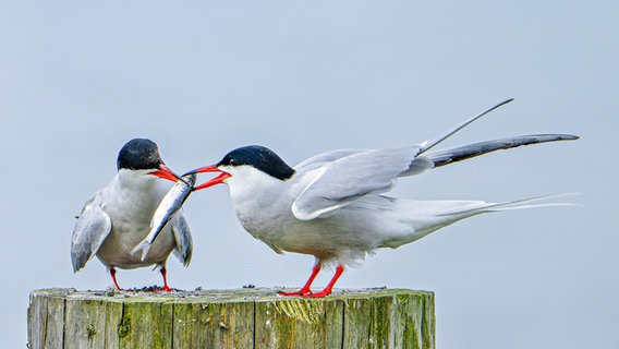 Seeschwalbenpärchen mit Fisch im Schnabel © NDR Foto: Cordula Kramer aus Wildeshausen