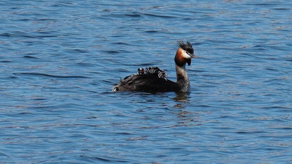 Ein Haubentauscher mit vier Küken im Rückengefieder © NDR Foto: Detlef Matthias aus Greifswald