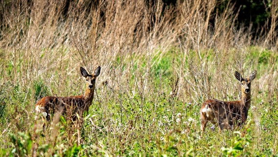 Rehe im Feld © NDR Foto: Olaf Drews aus Blankenhagen