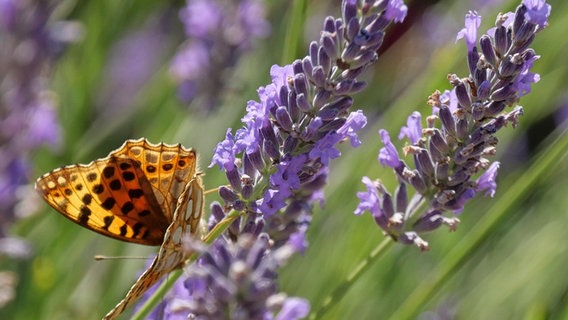 Der kleine Perlmuttfalter genießt den Sommer auf dem Lavendel. © NDR Foto: Gerrit Schönau aus Malchow
