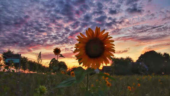Sonnenblumen im Abendlicht © NDR Foto: Anke Hanusik aus Grimmen