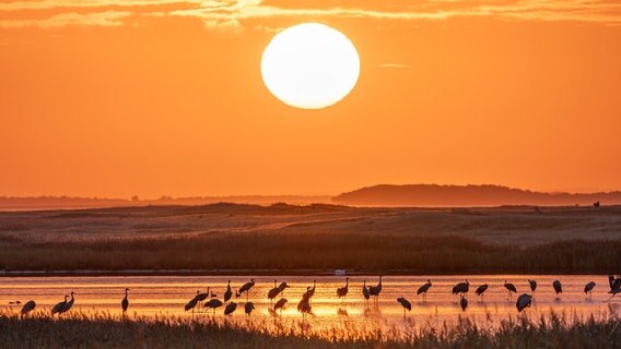 Kraniche vor Sonnenaufgang am Pramort © NDR Foto: Klaus Haase aus Prerow