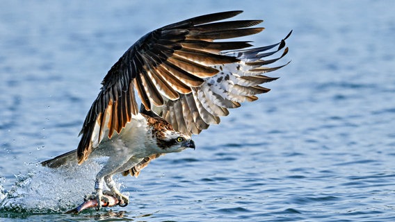 Ein Fischadler fängt sich in der Morgensonne seinen Frühstücks-Fisch. Ein Fischadler fängt sich in der Morgensonne seinen Frühstücks-Fisch. © NDR Foto: Cordula Kramer aus Wildeshausen