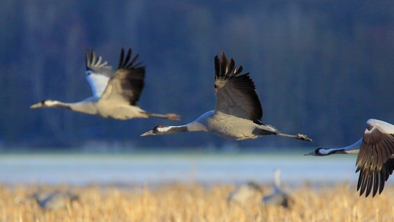 Drei Kraniche fliegen durch die Luft. © NDR Foto: Ralf Ottmann aus Wöbbelin