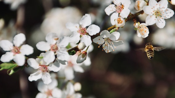 Eine Biene fliegt auf eine Blüte zu © NDR/ Dana Pägelow aus Wesenberg Foto: Dana Pägelow