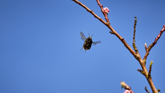 Blauer Himmel und eine Hummel © NDR/ Detlef Meier aus Ducherow Foto: NDR/ Detlef Meier aus Ducherow