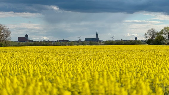 Rapsfeld bei Neunkirchen mit Blick auf die Greifswalder Kirchen © NDR Foto: David Kastner aus Greifswald