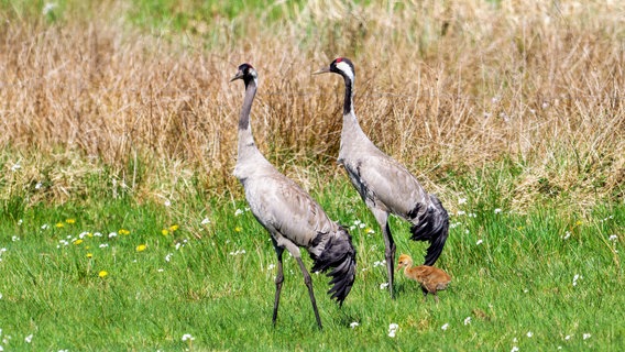 Kranichfamilie am Polder bei Kieve © NDR Foto: Cordula Kramer aus Wildeshausen