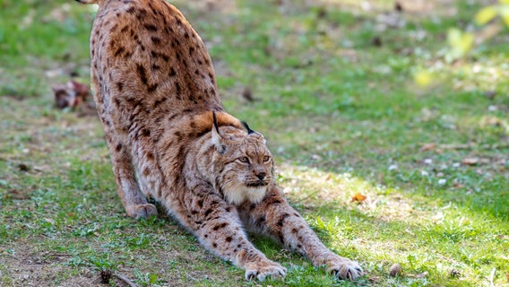 Luchs im Entspannungsmodus © NDR Foto: Günter Kamp aus Greifswald