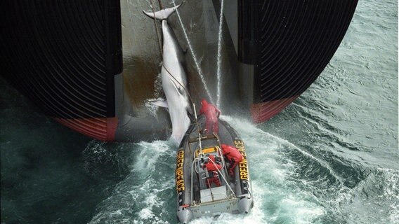 Ein Greenpeace-Schlauchboot hakt sich an einem japanischen Walfangboot ein, während es einen gefangenen Wal an Bord zieht. © Greenpeace International/ dpa Foto: John Cunningham