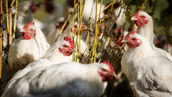 Hühner in der Solidarischen Landwirtschaft in Upahl  