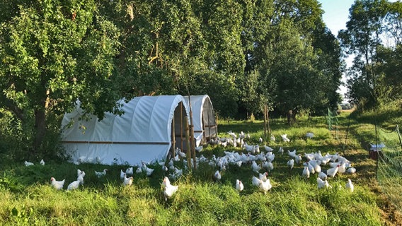 Hühner auf der Wiese in der Solidarischen Landwirtschaft in Upahl  