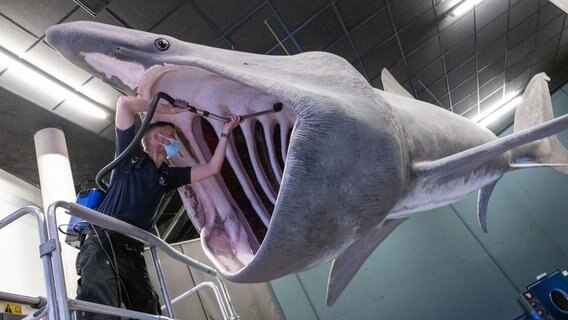 Das Maul des Riesenhais wird gereinigt © dpa-Bildfunk Foto: Stefan Sauer