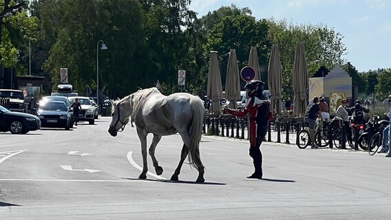 Ein frei laufendes Pferd im Greifswalder Stadtteil Wieck. © NDR Foto: Lena-Marie Walter