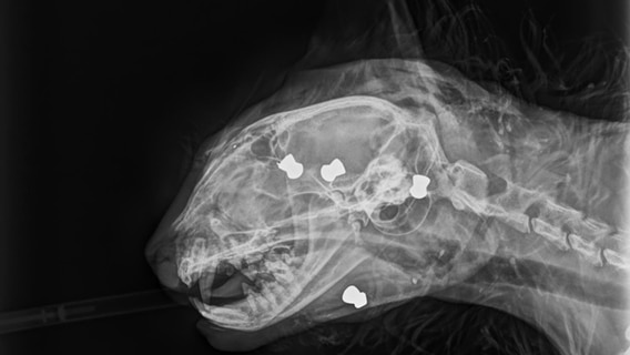 Ein Röntgenbild eines Katers mit Projektilen © NDR Foto: Tierarztpraxis Borgwallsee, Alexander Choucair
