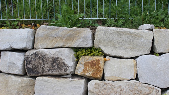 Zwischen den Steinen einer Mauer wachsen Pflanzen. © NDR Foto: Janine Artist