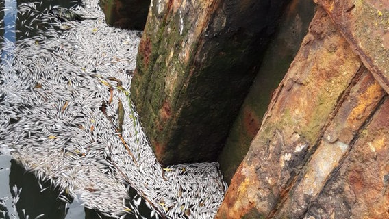 Tote Fische im Wasser des Hafenbeckens von Horumersiel. © NDR Foto: NDR