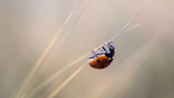 Ein Marienkäfer klettert einen Grashalm entlang. © picture alliance/Sina Schuldt/dpa Foto: Sina Schuldt/dpa