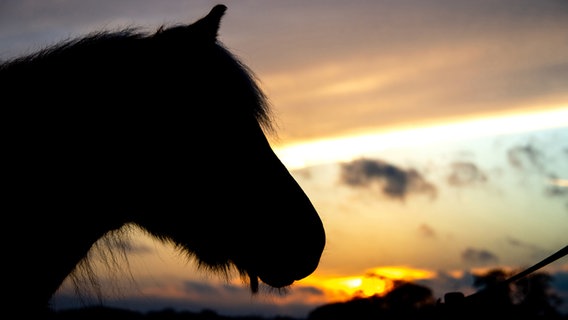Ein Pferd steht auf einer Weide, während die Sonne untergeht. © picture alliance/dpa Foto: Hauke-Christian Dittrich/dpa
