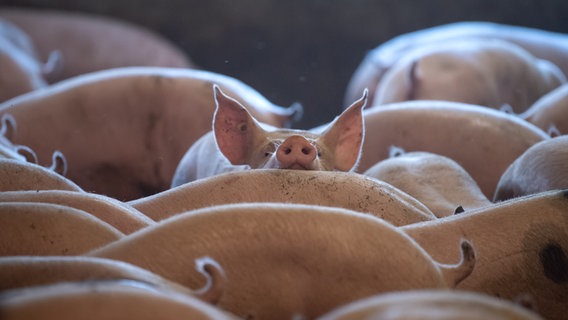 Schweine stehen im Stall. © dpa-Bildfunk Foto: Sina Schuldt/dpa