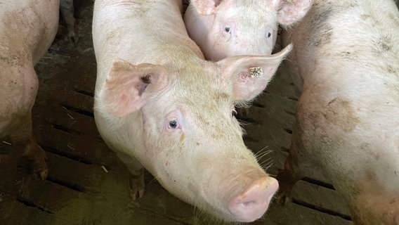 Schweine auf einem Hof in Niedersachsen © NDR Foto: Ole Wackermann