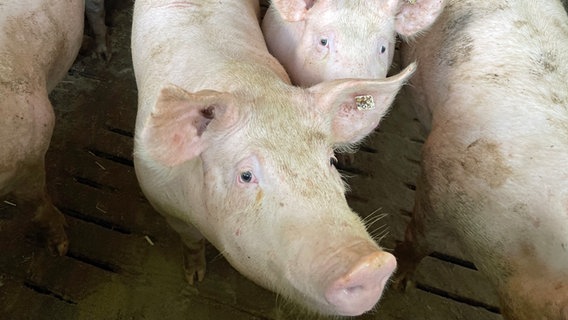 Pigs on a farm in Lower Saxony © NDR Photo: Ole Wackermann