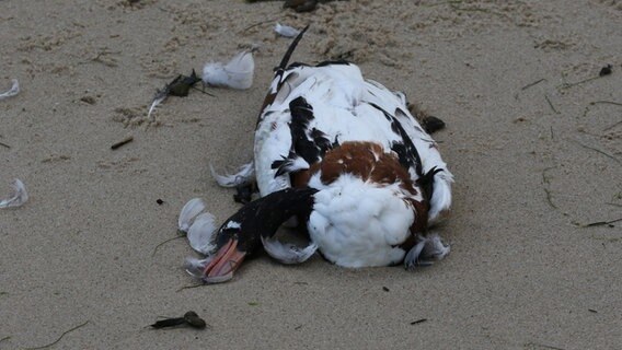 Eine tote Brandgans liegt auf am Südstrand von Wilhelmshaven. © dpa-Bildfunk Foto: Imke Zwoch/Nationalpark Niedersächsisches Wattenmeer/dpa