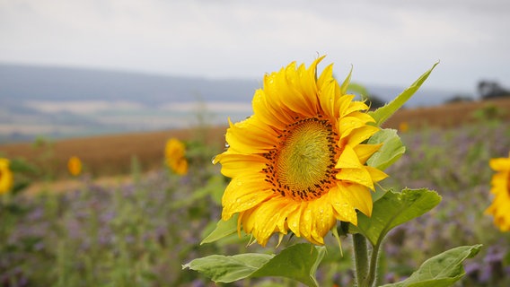 Eine Sonnenblume steht auf einem Feld nahe Eimbeckhausen. © NDR Foto: Detlef Jürges