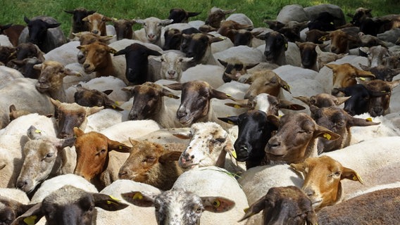 Eine Herde Schafe © Colourbox Foto: -