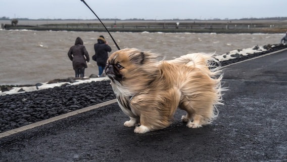 Ein Hund mit längerem Fell steht an der Küste im Sturm. © Christine Raczka Foto: Christine Raczka