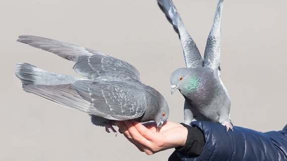 Zwei Tauben fressen aus einer Hand © COLOURBOX Foto: Andrei Shupilo