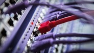 LAN-Kabel stecken in einem Server © Colourbox 