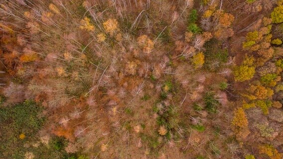 Luftaufnahme eines Waldes mit vielen trockenen Bäumen © photocase.de Foto: Stephan Kelle