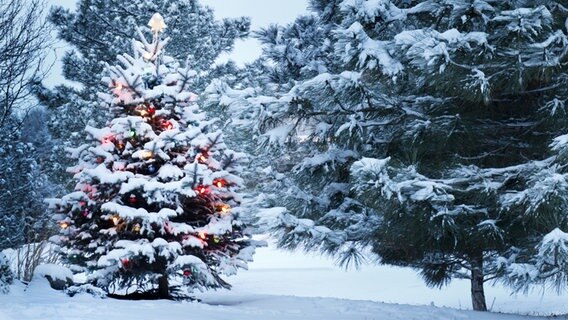 Blick durch eine beschlagene Fensterscheibe auf einen leuchtenden Weihnachtsnbaum. © panthermedia Foto: rcreitmeyer