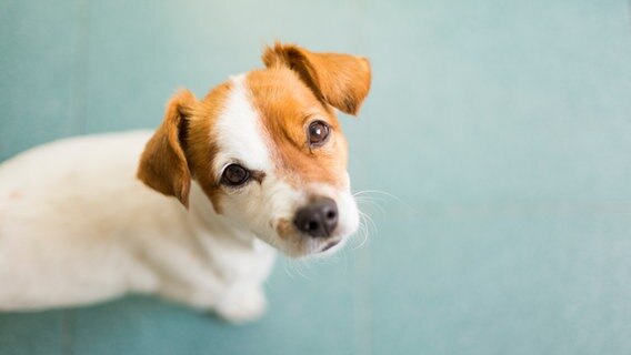 Ein kleiner weiß-brauner Hund schaut in die Kamera. © Photocase Foto: Eva Blanco Fotografia