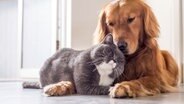 Ein Hund und eine Katze kuscheln. © fotolia.com Foto: chendongshan