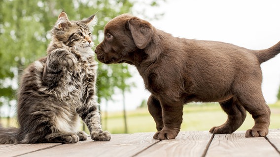 Ein kleiner Hund beschnuppert eine kleine Katze. © fotolia.com Foto: okeanaslt