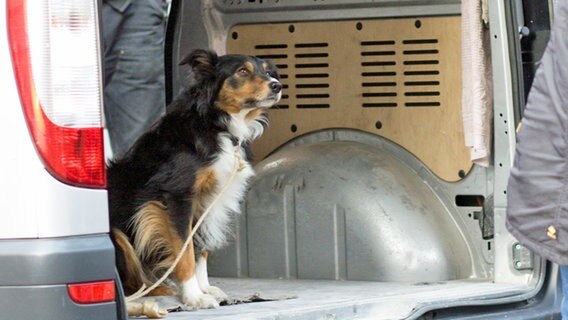 Hund sitzt im Lieferwagen © NDR Foto: Claudia Timmann